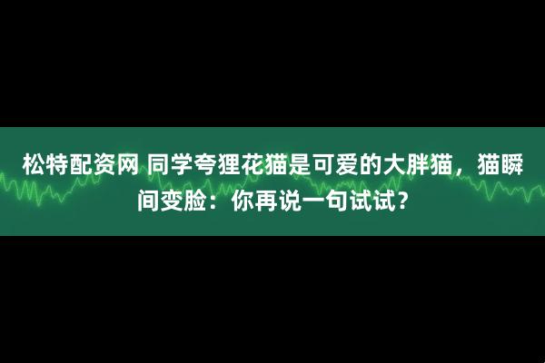松特配资网 同学夸狸花猫是可爱的大胖猫，猫瞬间变脸：你再说一句试试？